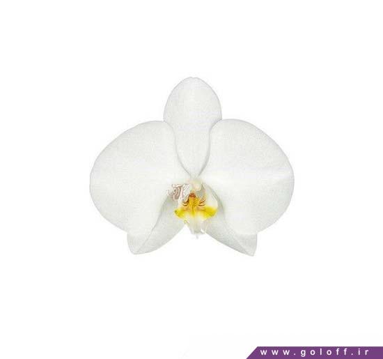 خرید اینترنتی ارکیده فالانوپسیس ناگاساکی - Phalaenopsis Orchid | گل آف